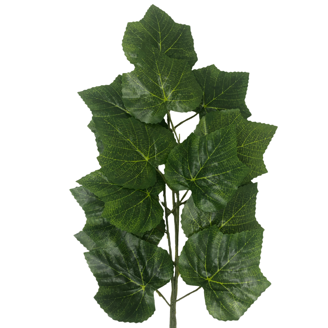(FC00943) Follaje hojas verdes