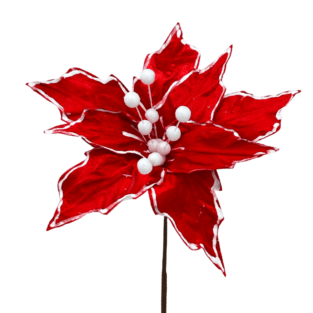 (Fla01312) Nochebuena Terciopelo roja orilla blanca