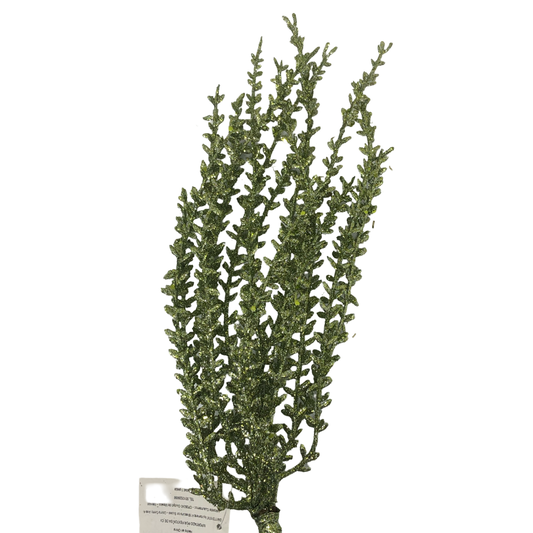 (FLQ09609CH-OL) Follaje caido met 56 cm