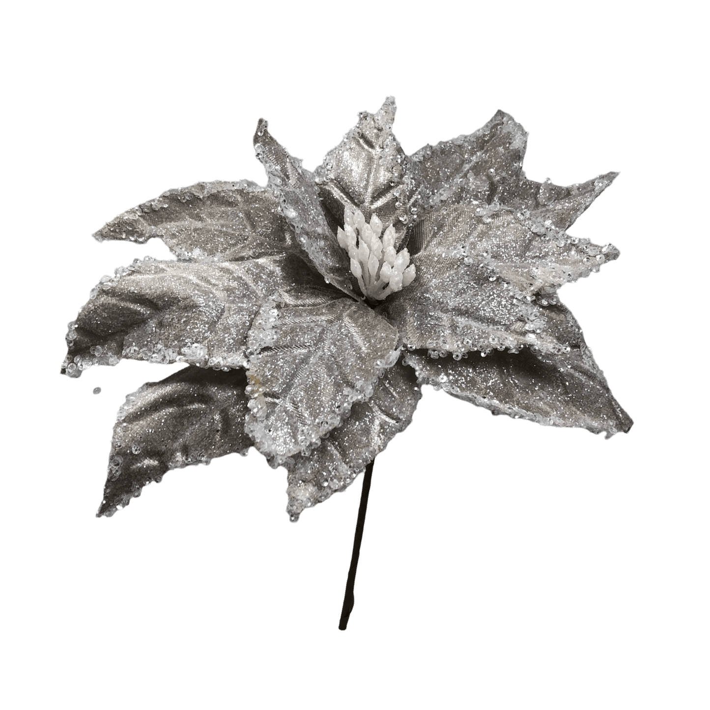 (FLA02387CH) Nochebuena 30 cm Champaña