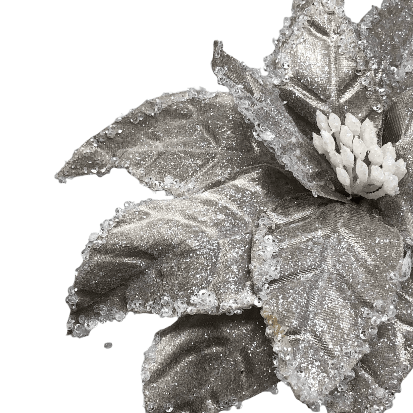(FLA02387CH) Nochebuena 30 cm Champaña