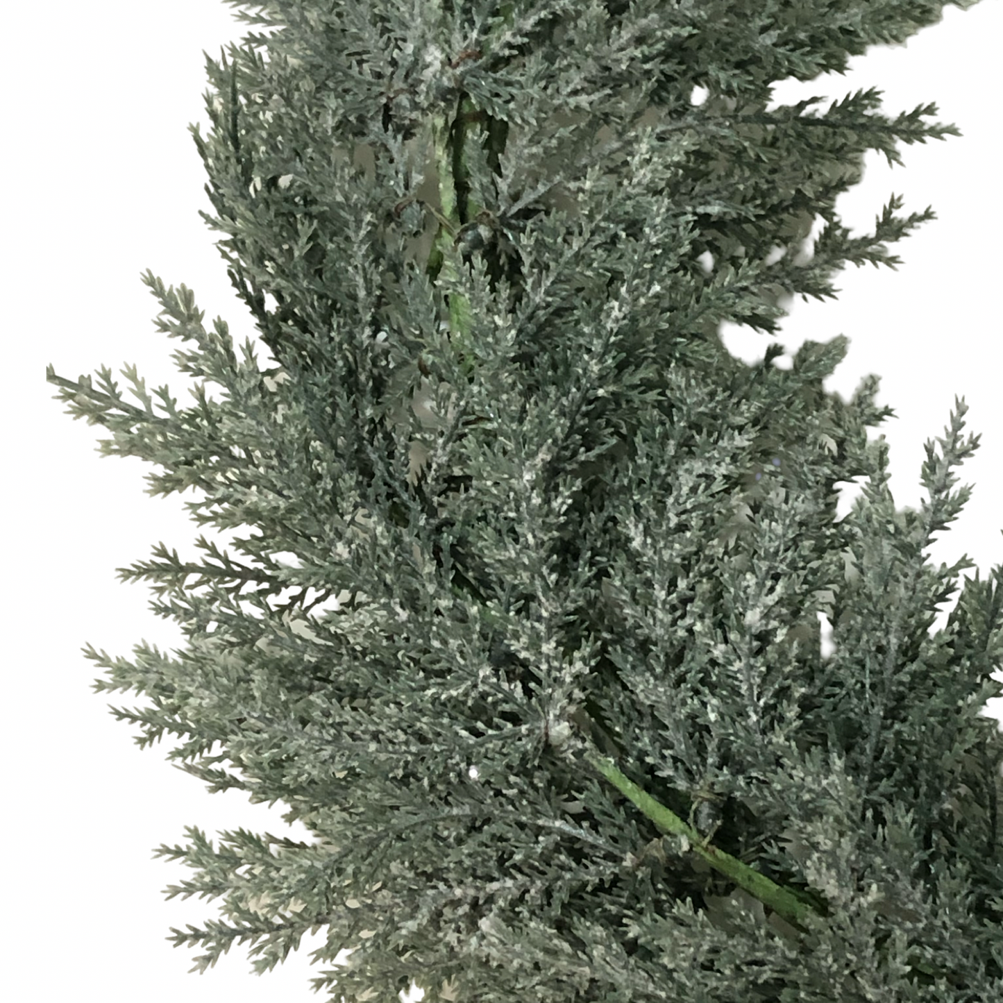 (FLA02298) Corona cypress 40 cm