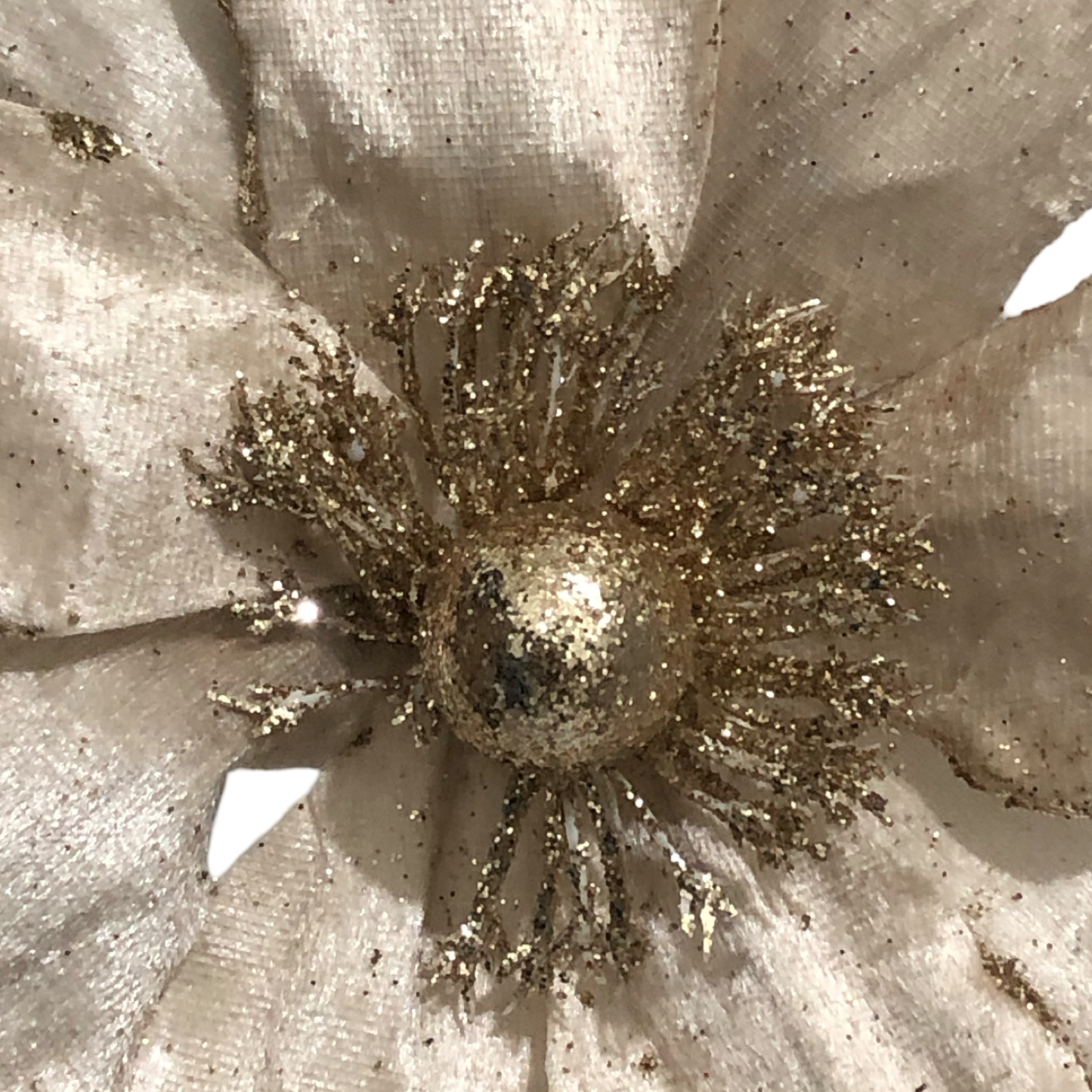 (FLO1321CP) Nochebuena 19 cm champagne