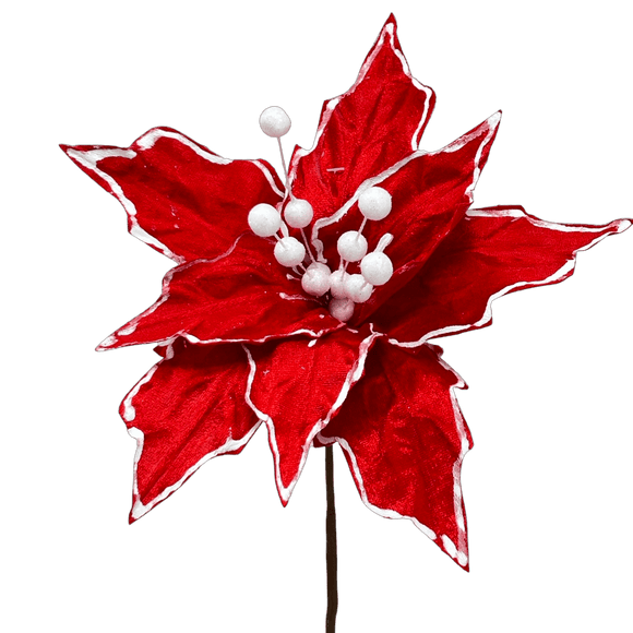 (Fla01312) Nochebuena Terciopelo roja orilla blanca