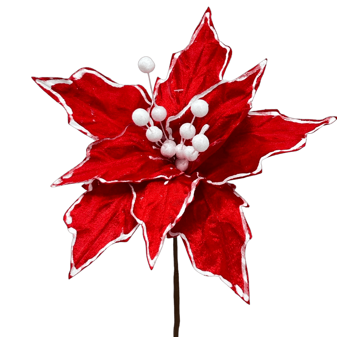 (Fla01312) Nochebuena terciopelo roja orilla blanca