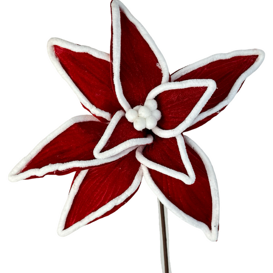 (QBD0146) Nochebuena roja con orilla blanca