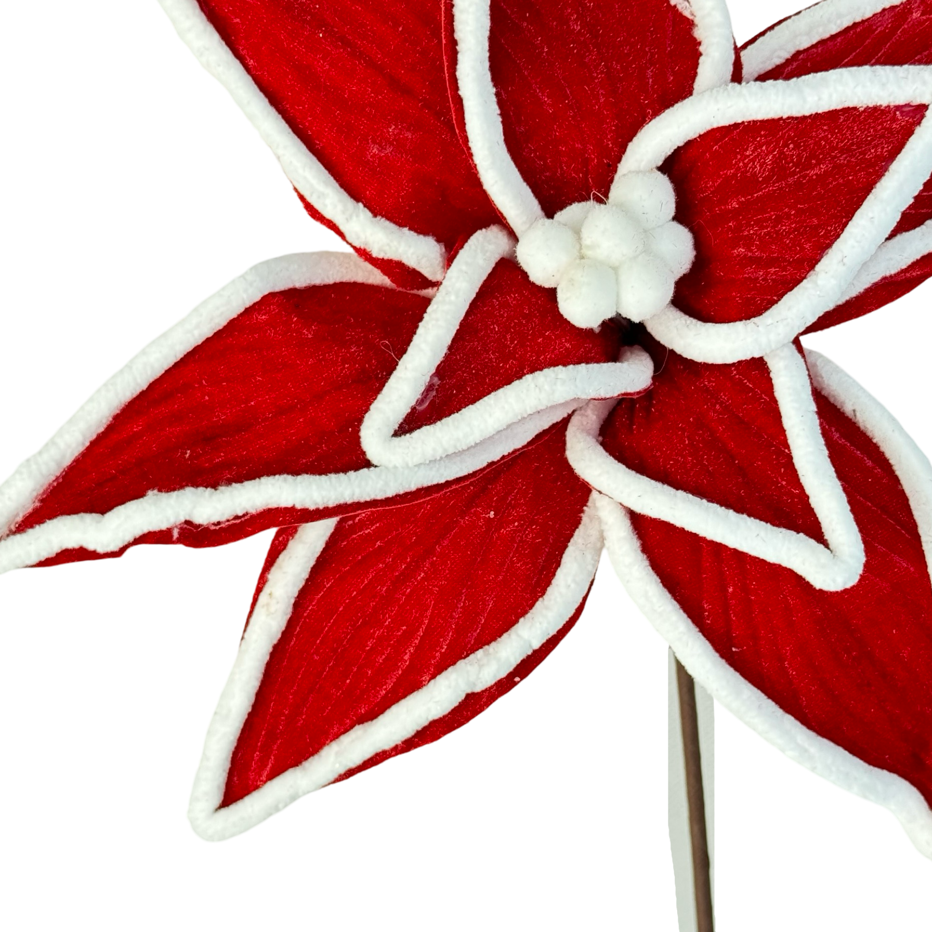 (QBD0146) Nochebuena roja con orilla blanca